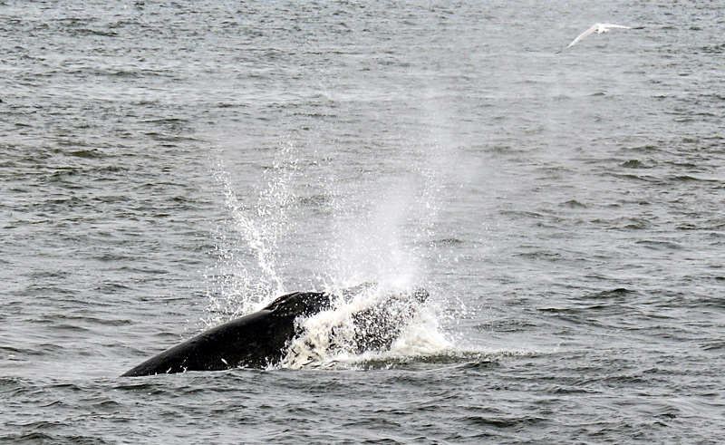 Officials Working on Decreasing Whale Entanglement Off Oregon Coast 