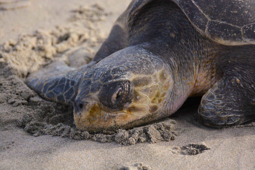Sea Turtle Stranding Season Again on Washington / Oregon Coast. Be on the Lookout 