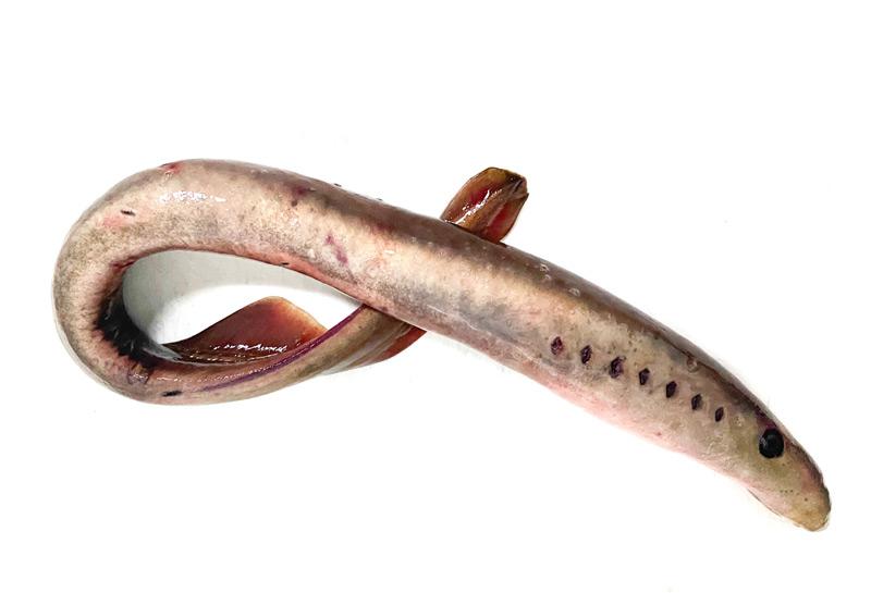 Weird News: Lamprey Falls from Sky | Oregon Coast Fish Older Than Dinos 