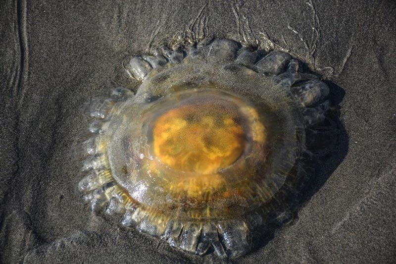 Lion's Mane Jellyfish: Something Ouchy on Oregon Coast Lately