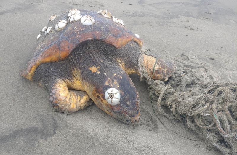 Keep an Eye Out for Stranded Sea Turtles on Oregon Coast, Washington Beaches