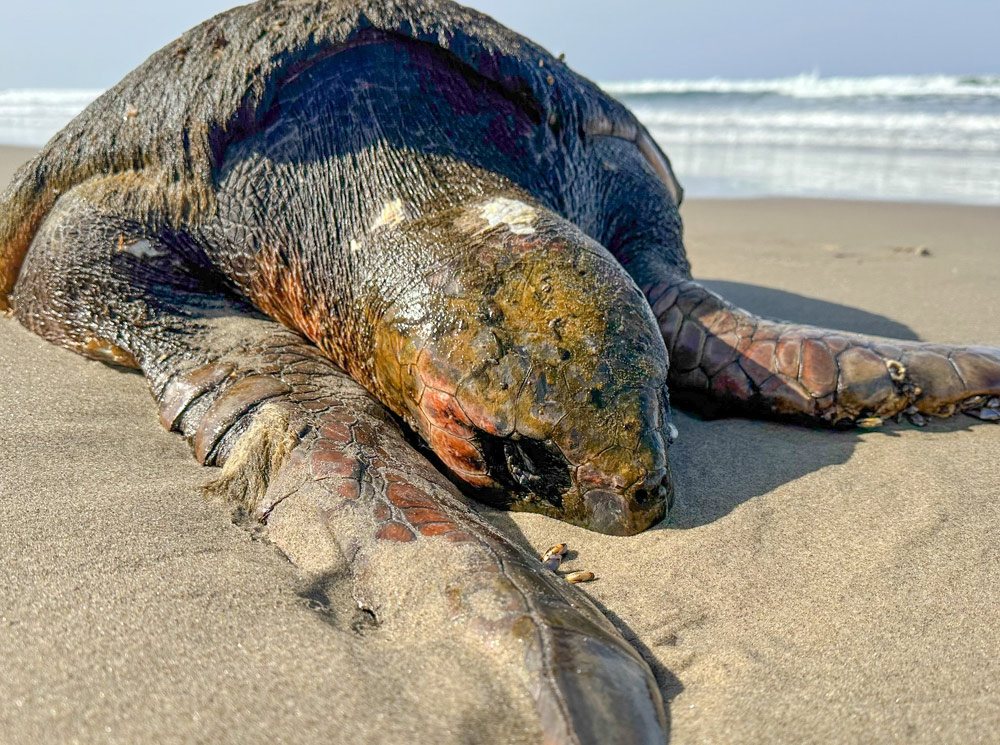 Rare Find: Loggerhead Turtle Body Washes Up on N. Oregon Coast Covered in Marine Life