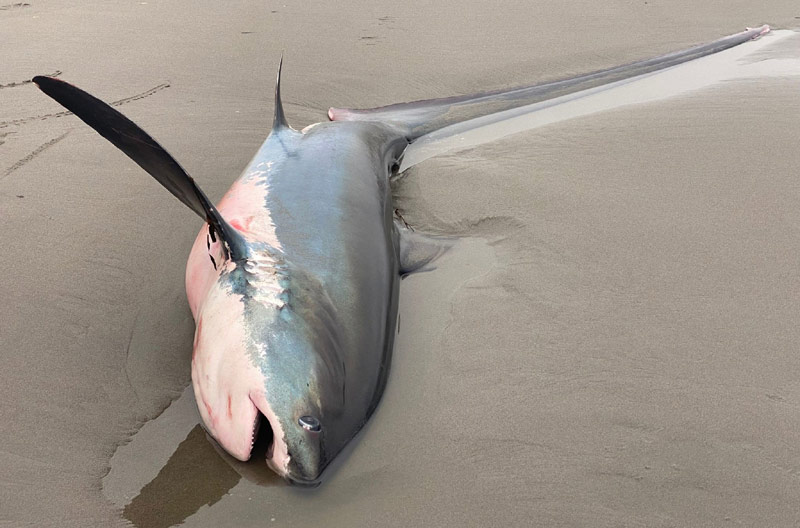 N. Oregon Coast Crew Deals With Stranded Shark on S. Washington Coast – Alive Briefly / Video