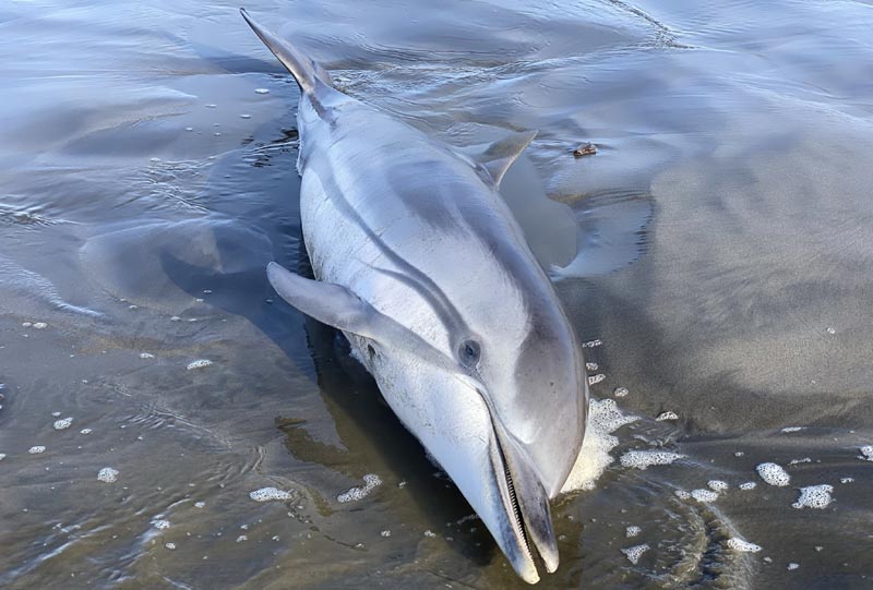 Oregon Crew Responds to Dolphin on Washington Coast 