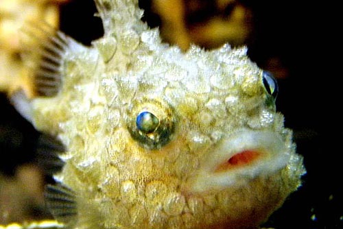 Lumpsucker fish care sales