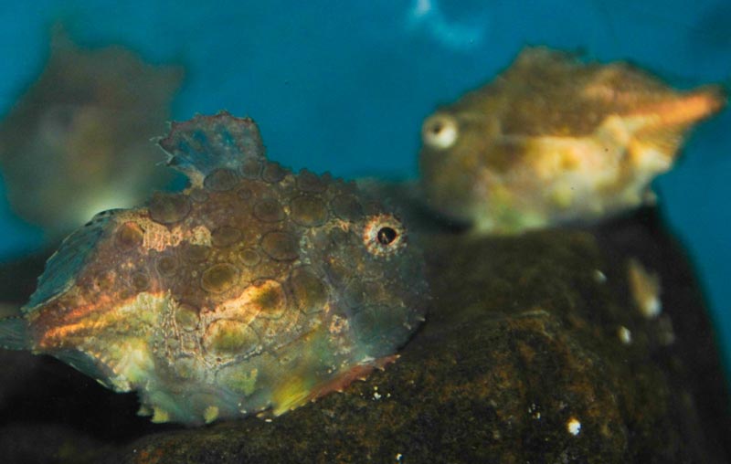 The Freaky and Funny Lumpsucker of the Oregon Coast 