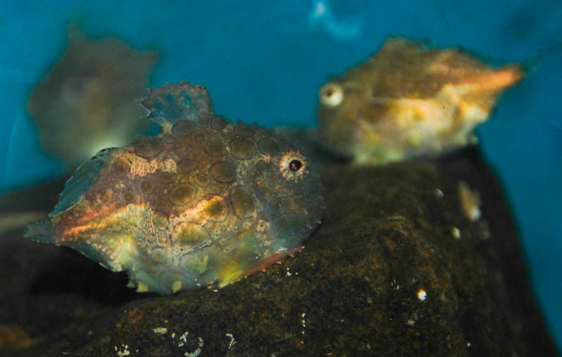 Funky, Freaky and Adorable is One Oregon/Washington Coast Fishie 