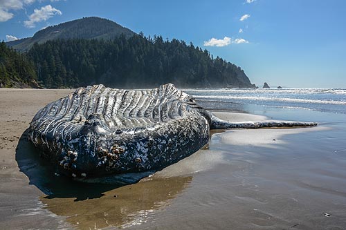 Photo of the humpback at Oswald West State Park courtesy Tiffany Boothe, Seaside Aquarium