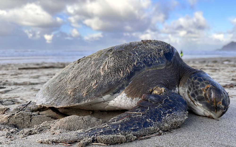 Green Sea Turtle Stranded on N. Oregon Coast's Manzanita, but Its 'Lively' State is Hopeful