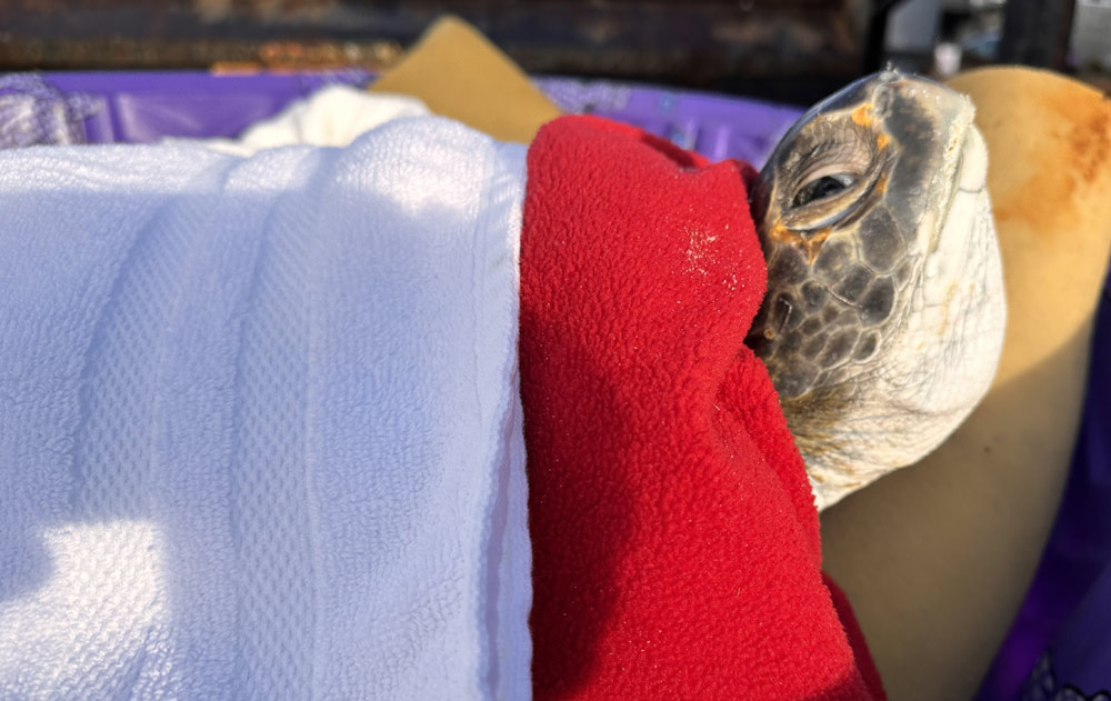 Sea Turtle Rescued at Manzanita Dies, Says Oregon Coast Aquarium 
