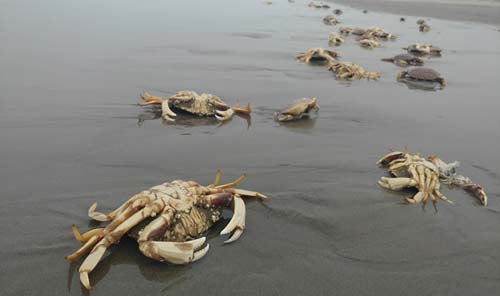 More Rarities: Another Squid, Massive Dead Crab Strandings on Oregon coast 