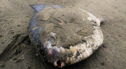 Rare Mola Mola, Eel Grass with Lifeforms: Striking Recent Oregon Coast Finds 