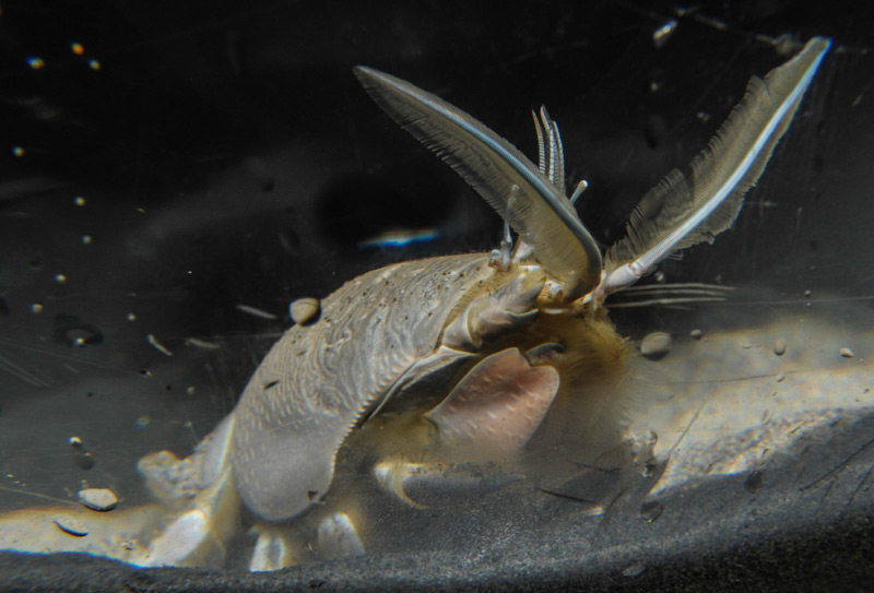 Freaky Critters That Brush Past You in Tideline