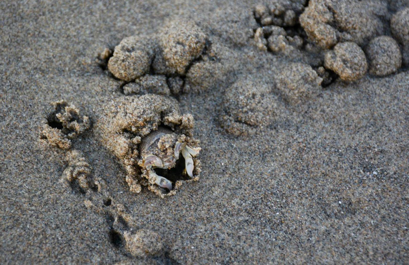 That Mystery a Few Years Back of 'Dead' Mole Crabs on N. Oregon Coast