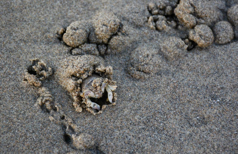 That Mystery a Few Years Back of 'Dead' Mole Crabs on N. Oregon Coast