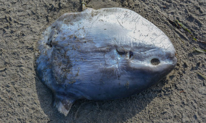 Somewhat Rare Mola Molas / Sunfish Spotted Off Oregon Coast - Video
