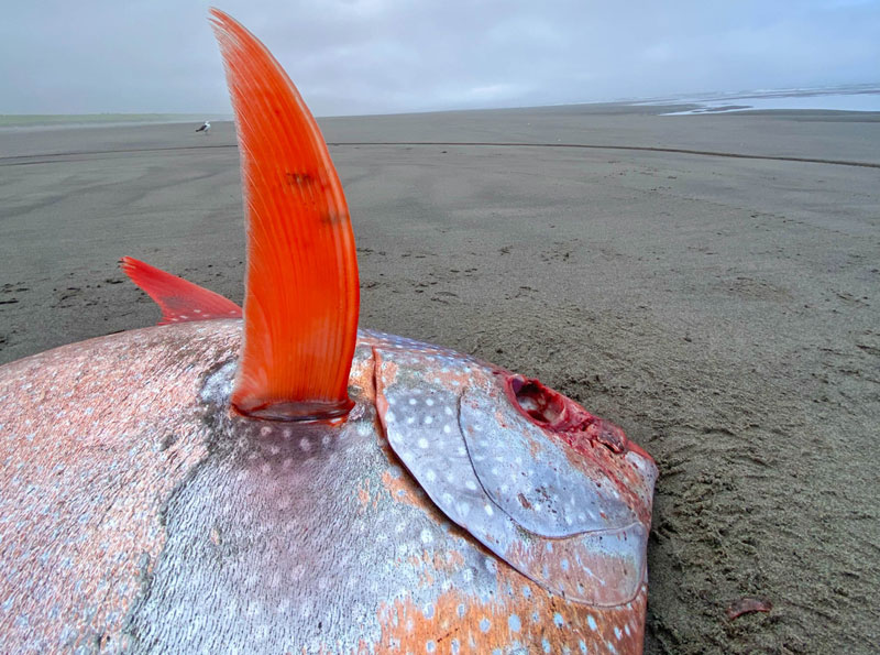 Oddball, Colorful Fish a Rare Find on Oregon Coast Beaches 