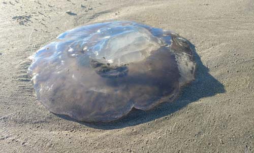 All About the Moon Jelly on Oregon Coast: Surreal, Translucent 