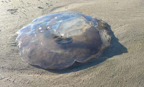 Moon jelly on Oegon coast