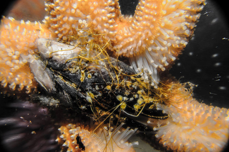 Mussel Harvesting Back Open Along Entire Oregon Coast