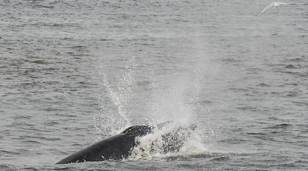 This Summer Good Fun for Whales, Sea Lions, Crabbing and Clamming on Oregon Coast 
