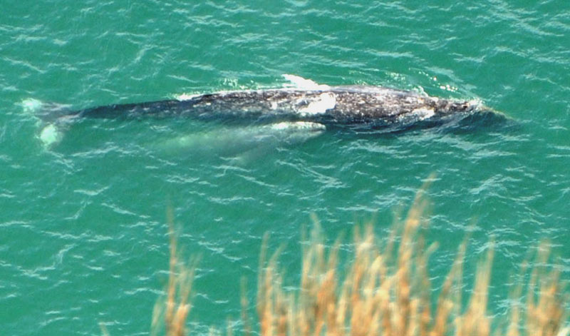 2022's Oregon Coast Whale Watch Season Begins Now With Babies in Tow, Orcas