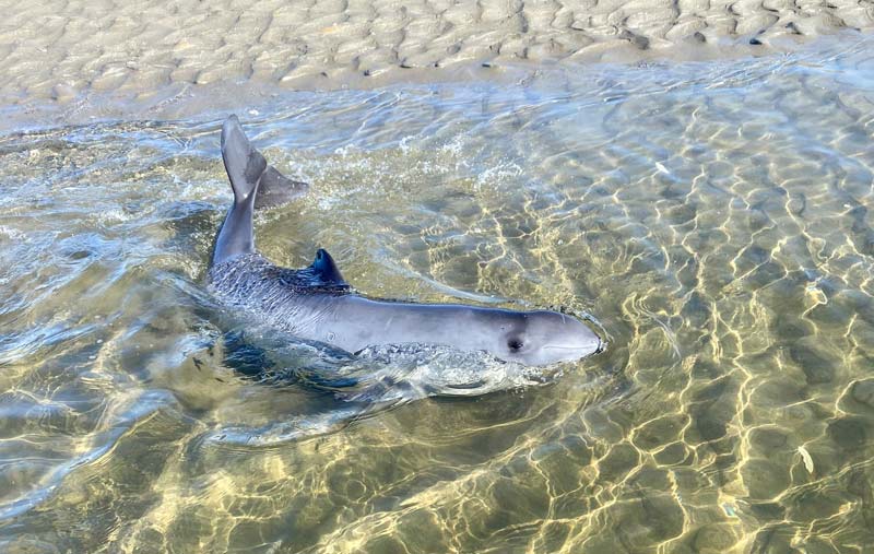 Aquarium Asks Help Spotting Distressed Porpoise on N. Oregon Coast