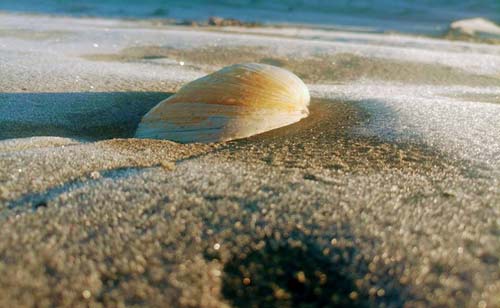 First Frost Advisory Tonight for Oregon / Washington Coast - Seattle, Portland, Valley