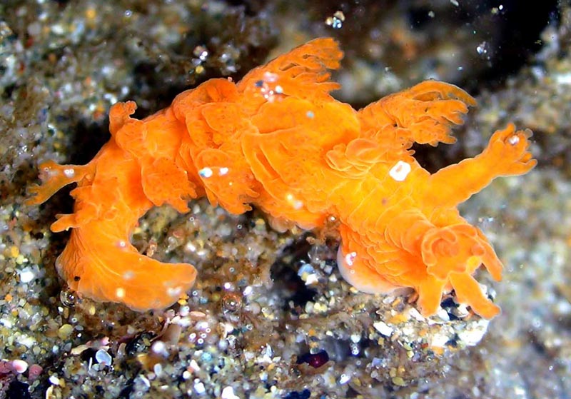 Little Tidepool Creature is the Pokémon of Oregon Coast, Washington Coast