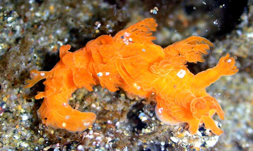 Events Look at Wildly Colored Critters, Mysterious N. Oregon Coast Lighthouse 