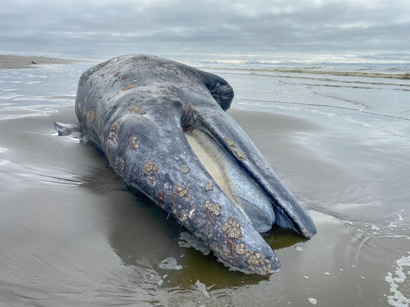 Oregon Coast Crews Attend to Giant, Beached Whale on Washington Side 