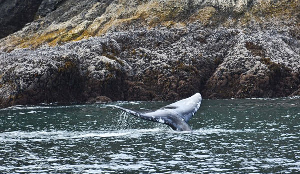 Whale Numbers High Along Washington, Oregon Coast - Rarities Too