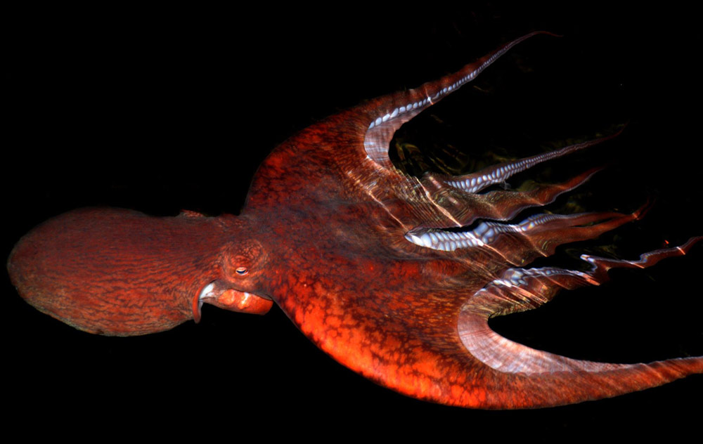 Fun and Adventures with Oregon Coast Octopuses, and One Adorable Friendship 