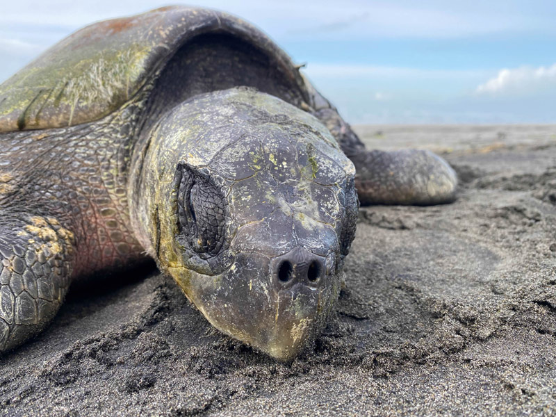 Three Sea Turtles Rescued on Oregon Coast Beaches in Two Weeks (Video), One Dies