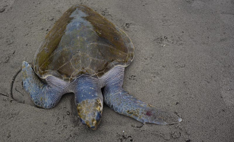 Olive Ridley Sea Turtles Strand on Central Oregon Coast, Then Die 