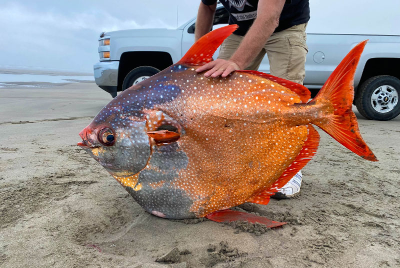 Strange Opah Fish Found at Sunset Beach Very Rare for Oregon Coast 