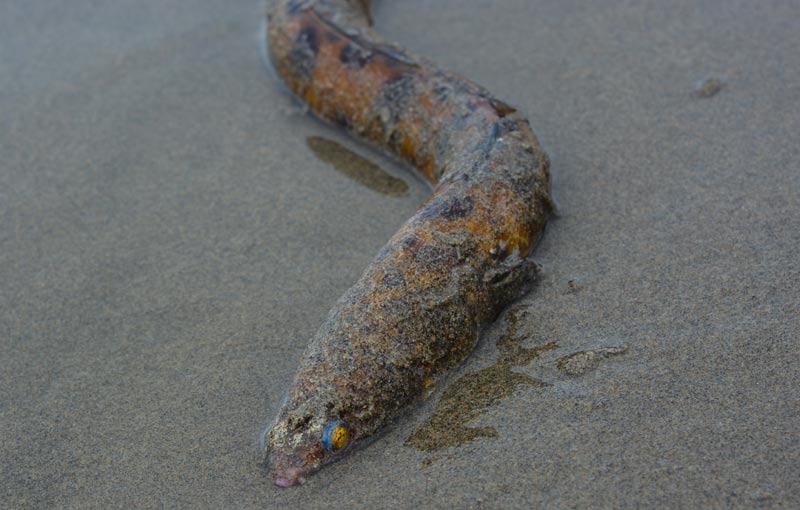 Extremely Rare Find: Pacific Snake Eel on Oregon Coast