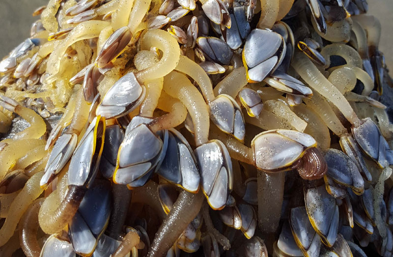 Oregon Coast Wildlife Officials on Beach Fun Finds 