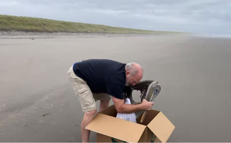 One Pelican Rescued, Another Dies at Fort Stevens | Oregon Coast Beach Connection