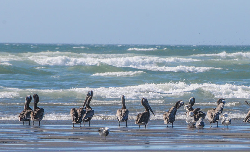 Feeding Frenzy in One Oregon Coast Town Could Mean Humpback Whales Coming 