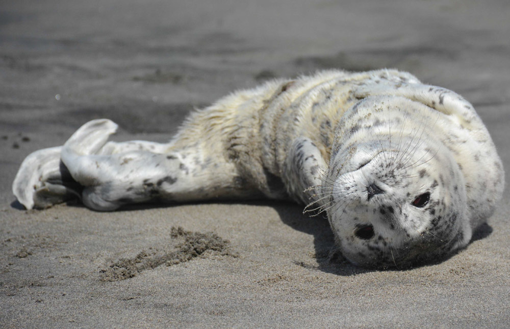 Sure They're Adorbs, but Seal Pup Season Comes with Warnings on Washington / Oregon Coast 