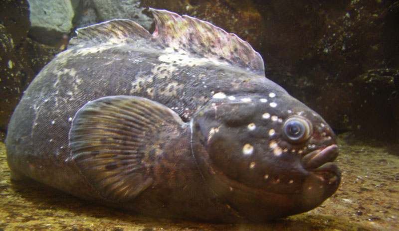 Funky Little Fish is a Rare Find Off Oregon Coast: Prowfish 
