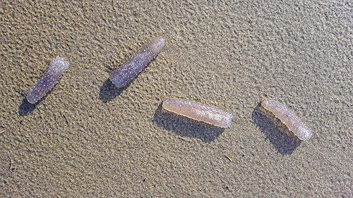 The Kooky and the Cool on Oregon Coast Right Now: Pryosomes, Ghost Forests 