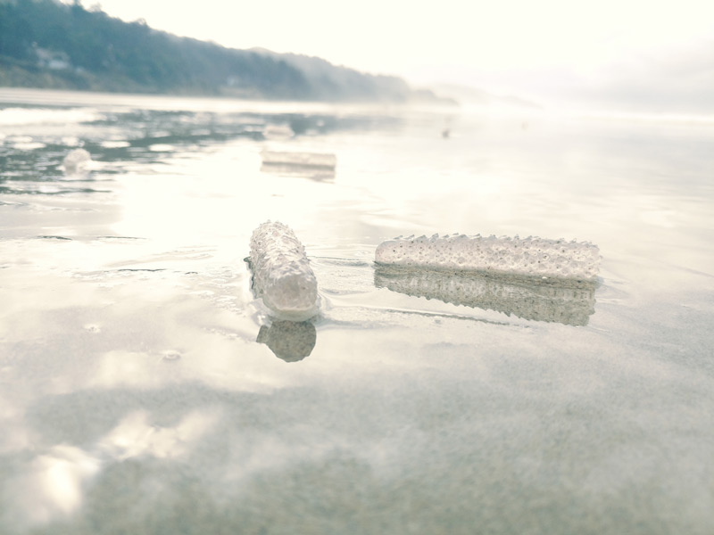 Wacky, Tubular Pyrosomes Found Again on Oregon Coast. Will This Bring More?