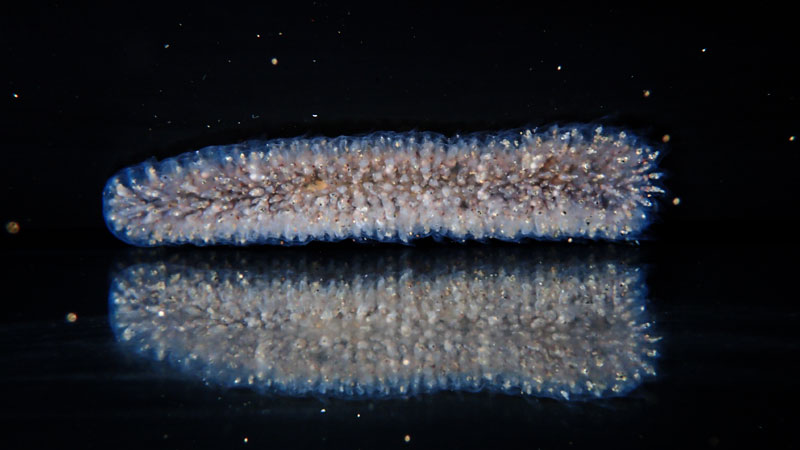 Appearance of Pyrosomes on Oregon Coast Still a Puzzle to Scientists 