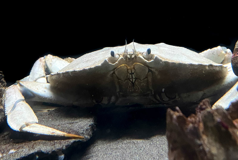 Rare White Dungeness Caught off N. Oregon Coast is 1 in a Million - Video