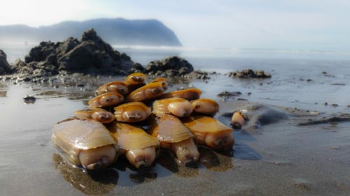 Razor Clamming N. Oregon Coast Closed Until Sept 30 