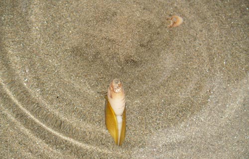 Changes in Fishing and Clamming Along Oregon Coast 