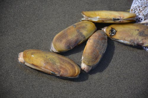 Razor Clamming Reopens on N. Oregon Coast March 1 After Long Delay