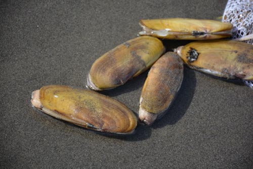 Razor clamming photo above courtesy Seaside Aquarium